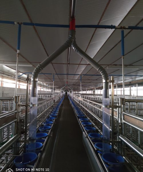 impianto bovini zooteam