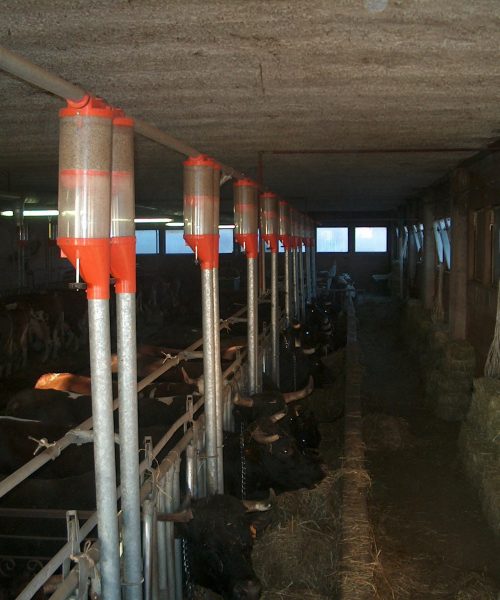 impianto bovini zooteam