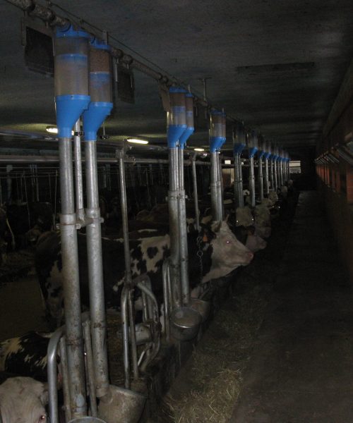 impianto bovini zooteam