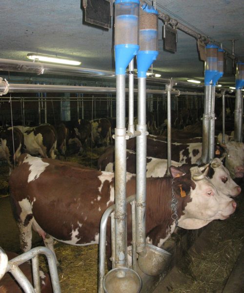 impianto bovini zooteam