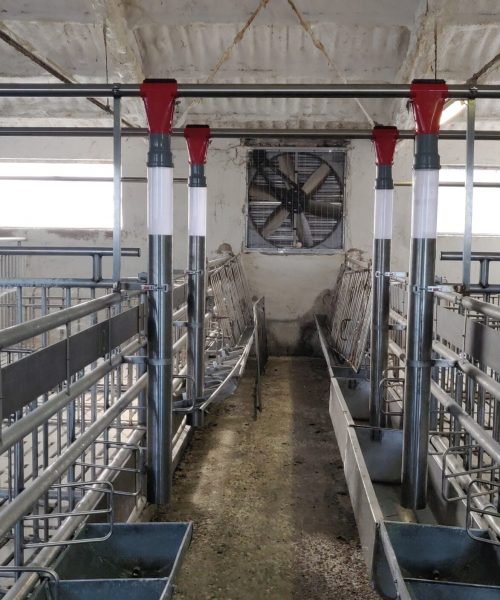 impianto bovini zooteam