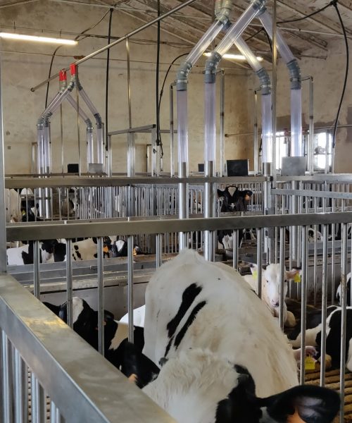 impianto bovini zooteam