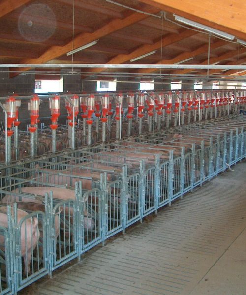 impianti suini zooteam