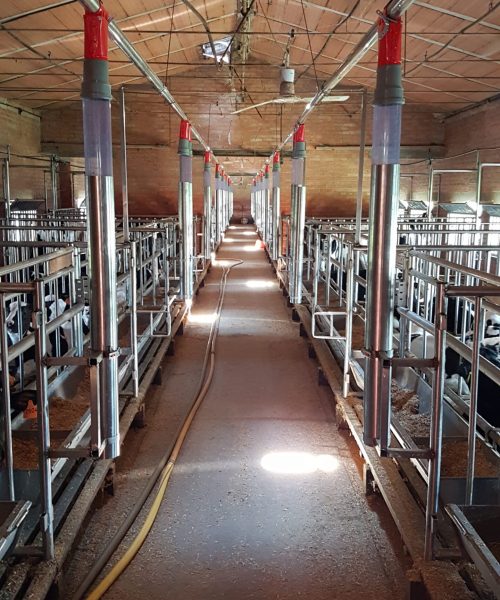 impianto bovini zooteam