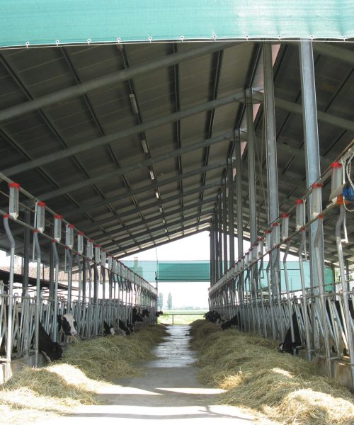 impianto bovini zooteam