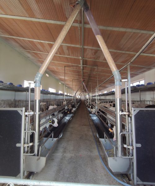 impianto bovini zooteam