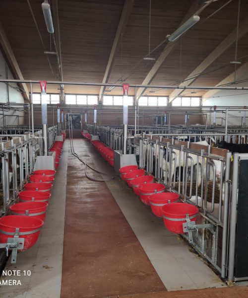 impianto bovini zooteam
