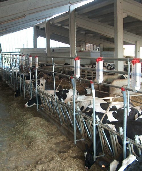 impianto bovini zooteam