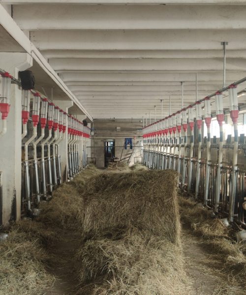 impianto bovini zooteam