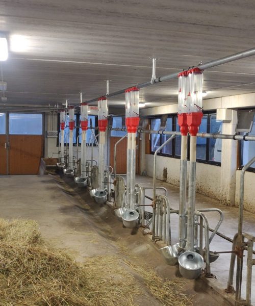 impianto bovini zooteam